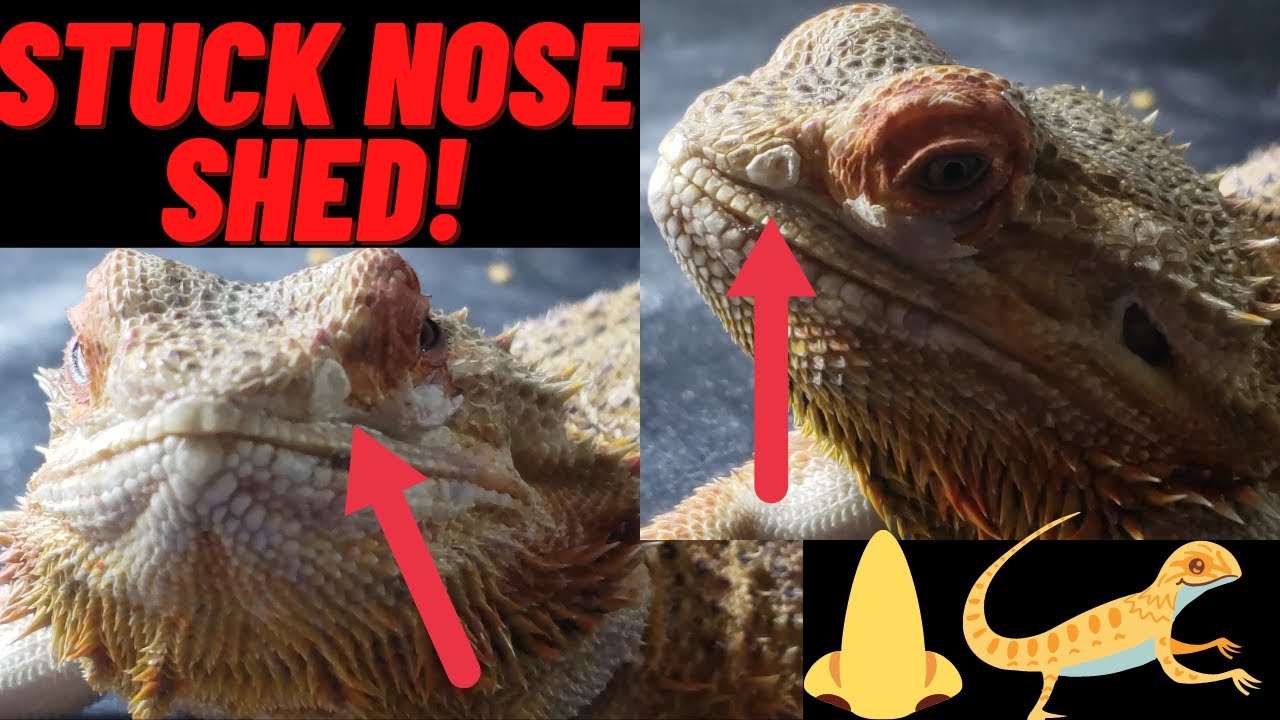 HELPING BEARDED DRAGON WITH STUCK NOSE SHED BOOGER!! ON EASTER!