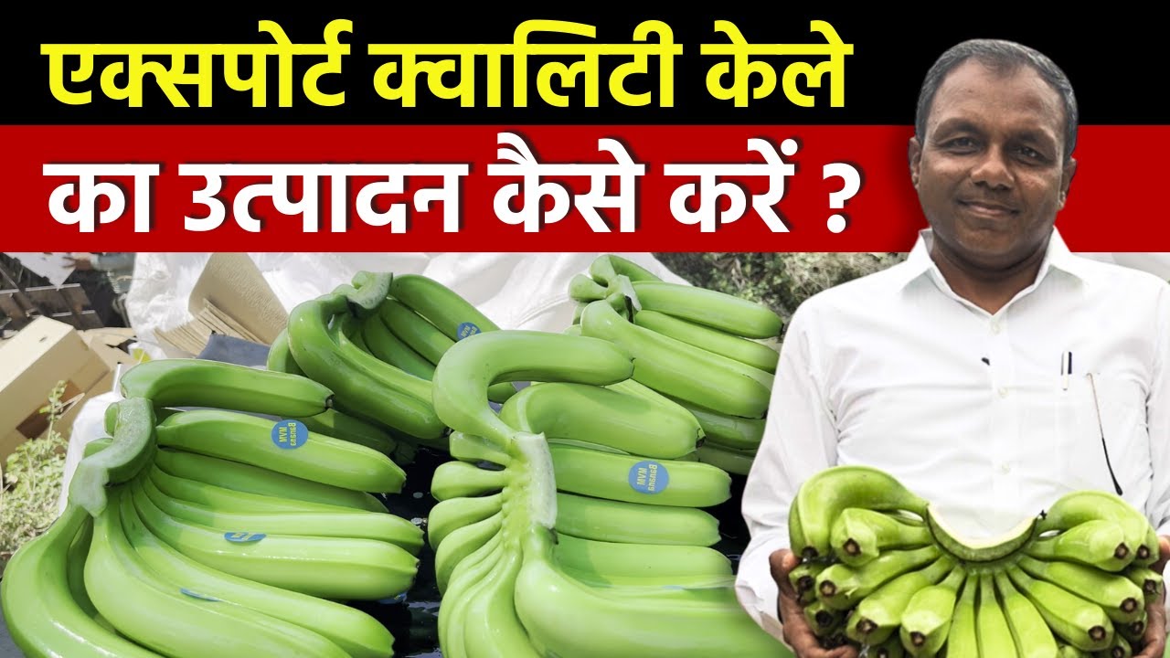 Export Quality Banana🍌 farming || केला की खेती || केळी 🍌|| Jalgaon