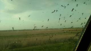 Millions of Mosquitoes attack my car. Ohhhh Noooooo...