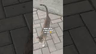 Kucing Mujaer Dari Jauh Pun Mendekat