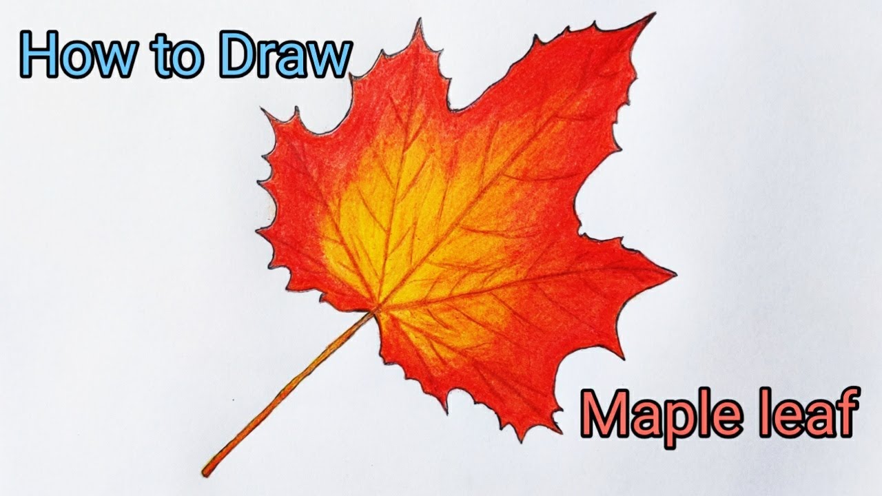How to Draw Maple leaf || Very Easy Maple leaf Drawing - YouTube