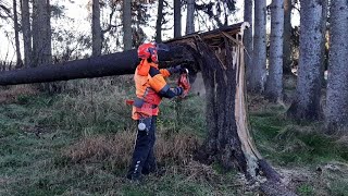 Little Harvester Lumberjack is BACK!