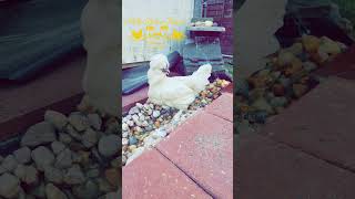 Man-made Creek for my chickens. #diy #diyprojects #fyp #fypreels #backyardchickens  #homestead