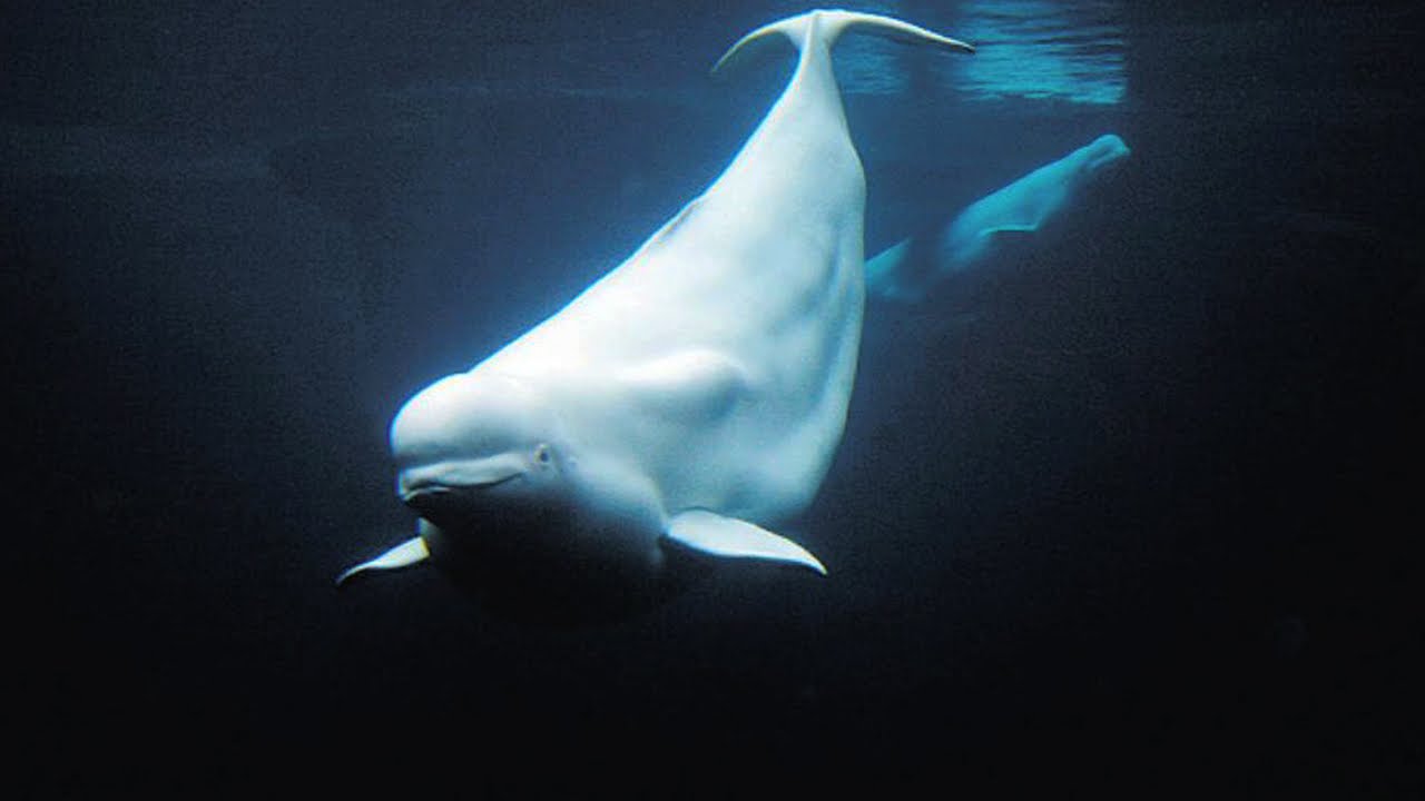 Animals of the Ice - Beluga Whales