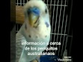 Informacion acerca del periquito