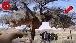 Download Lagu WARGA DIBUAT HEBOH!! Ditemukan Kerajaan Hewan Terbesar Di Dunia, Ternyata Di Dalamnya Ada Jutaan... MP3