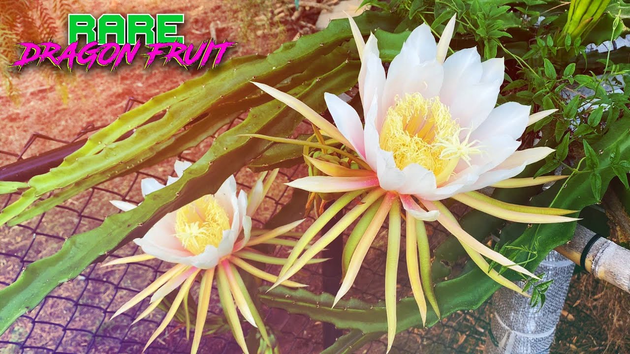 HANA DRAGON FRUIT BLOOM / GIANT Flowers with PINK  /  Discovered on the Road to Hana