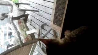 Peteena And Boo Boo The Squirel