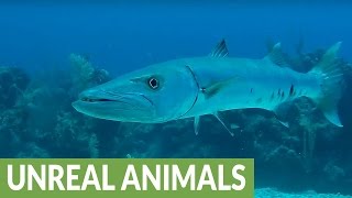 Giant barracuda curiously investigates diver's camera