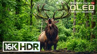 Best Nature 16K HDR 240FPS | OLED HDR Test Dolby Vision | 8K Video ULTRA HD (8K/4K TV)