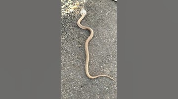 #nag #nagin #cobra #youtubeshorts #shortsvideo #trending