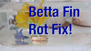 How To Cure Betta Fish Fin Rot! by Rebecca's Pet Care 1,438 views 3 years ago 3 minutes, 26 seconds