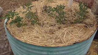 Wicking Bed Comparison