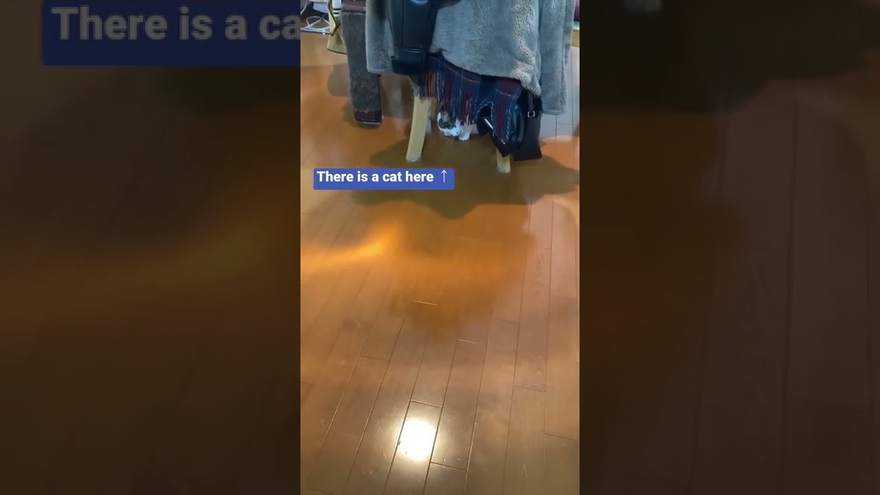 Cat chases thrown toys 🐱