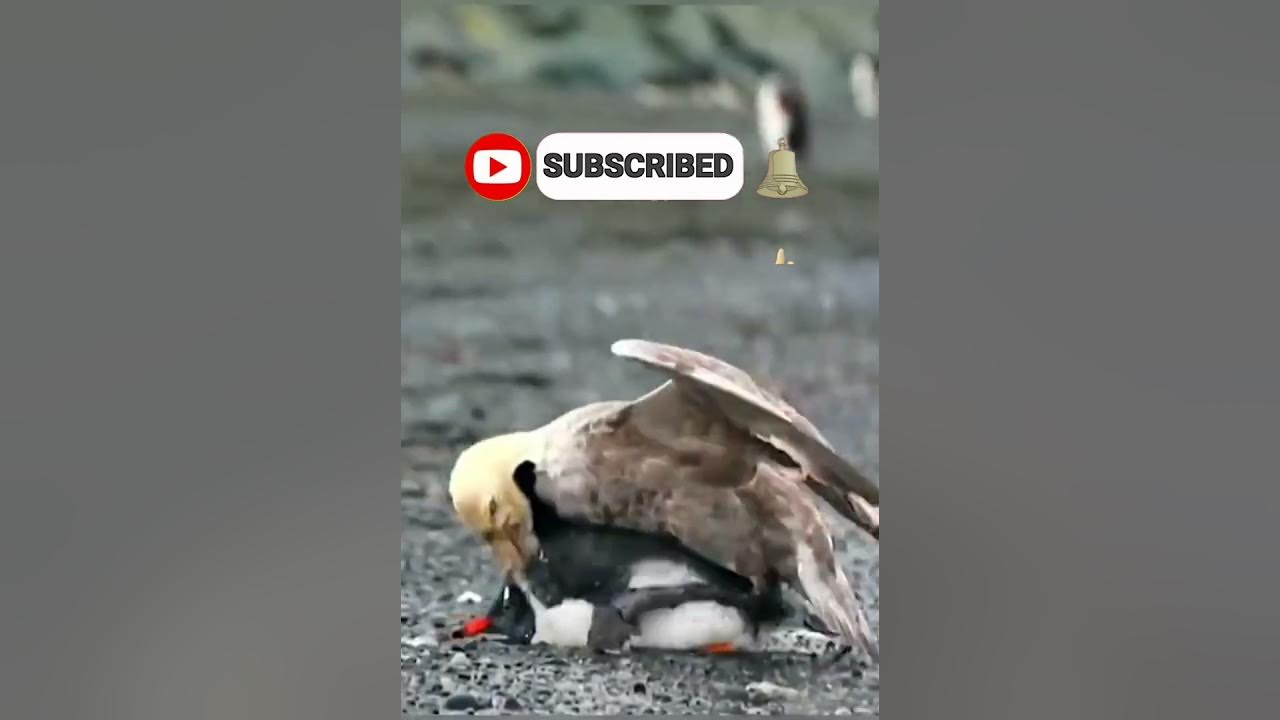 Best animal fight scenes Animal wildlife Behind the forests 