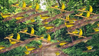 SUARA PANCINGAN SOGON BAHAN/OMBYOKAN AGAR CEPAT BUNYI DAN NGLEPER(video original)