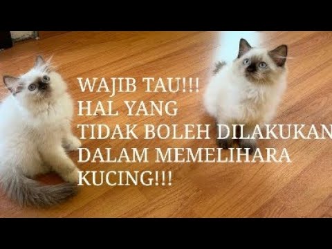 Video: Kesalahan Cuaca Dingin Kucing Yang Harus Dielakkan