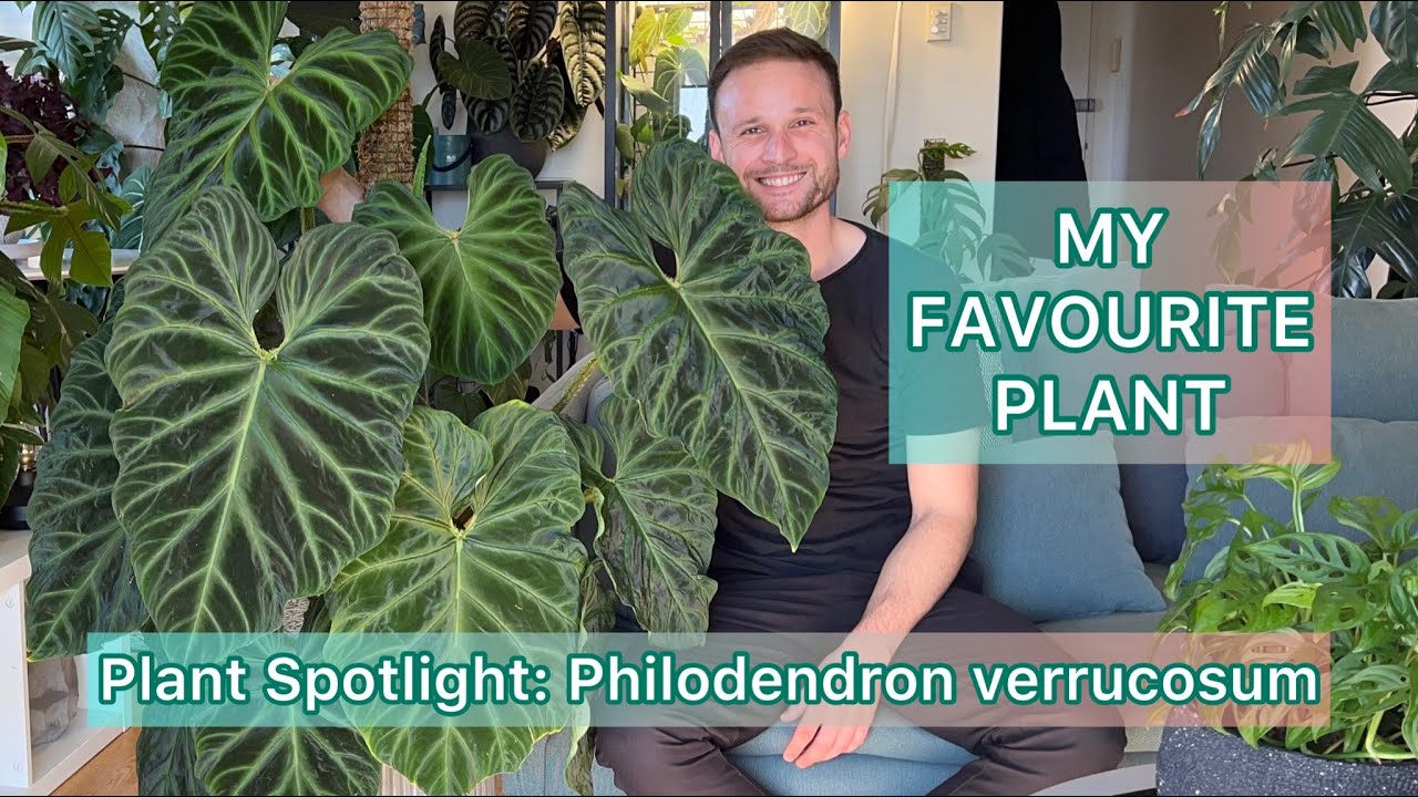 Philodendron Verrucosum: Ultimate Guide to Thriving Jungle Beauty
