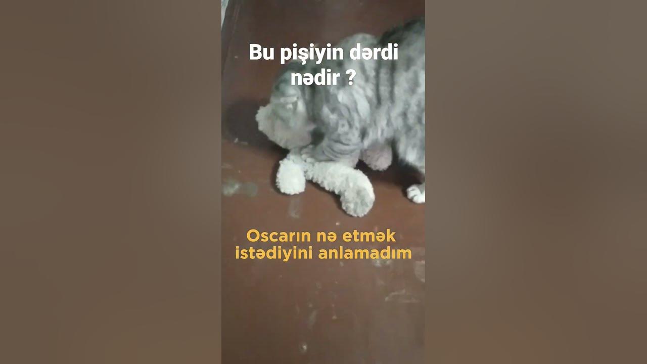 pişik