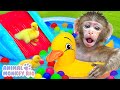Macaco Rio brinca em piscina com patinhos e come geleia de fruta arco-íris | Animal Monkey Rio