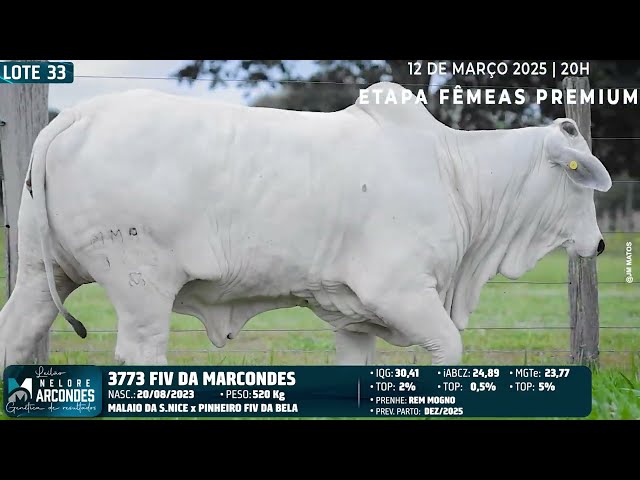 LOTE 33   MMAR 3773
