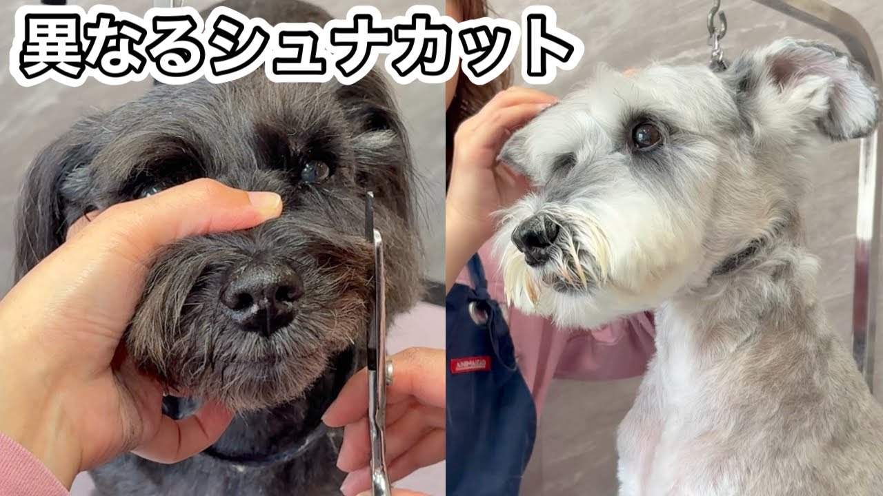 シュナウザーさま シュナウザーのカットスタイルは実は様々！？（アネラちゃん）（ノア