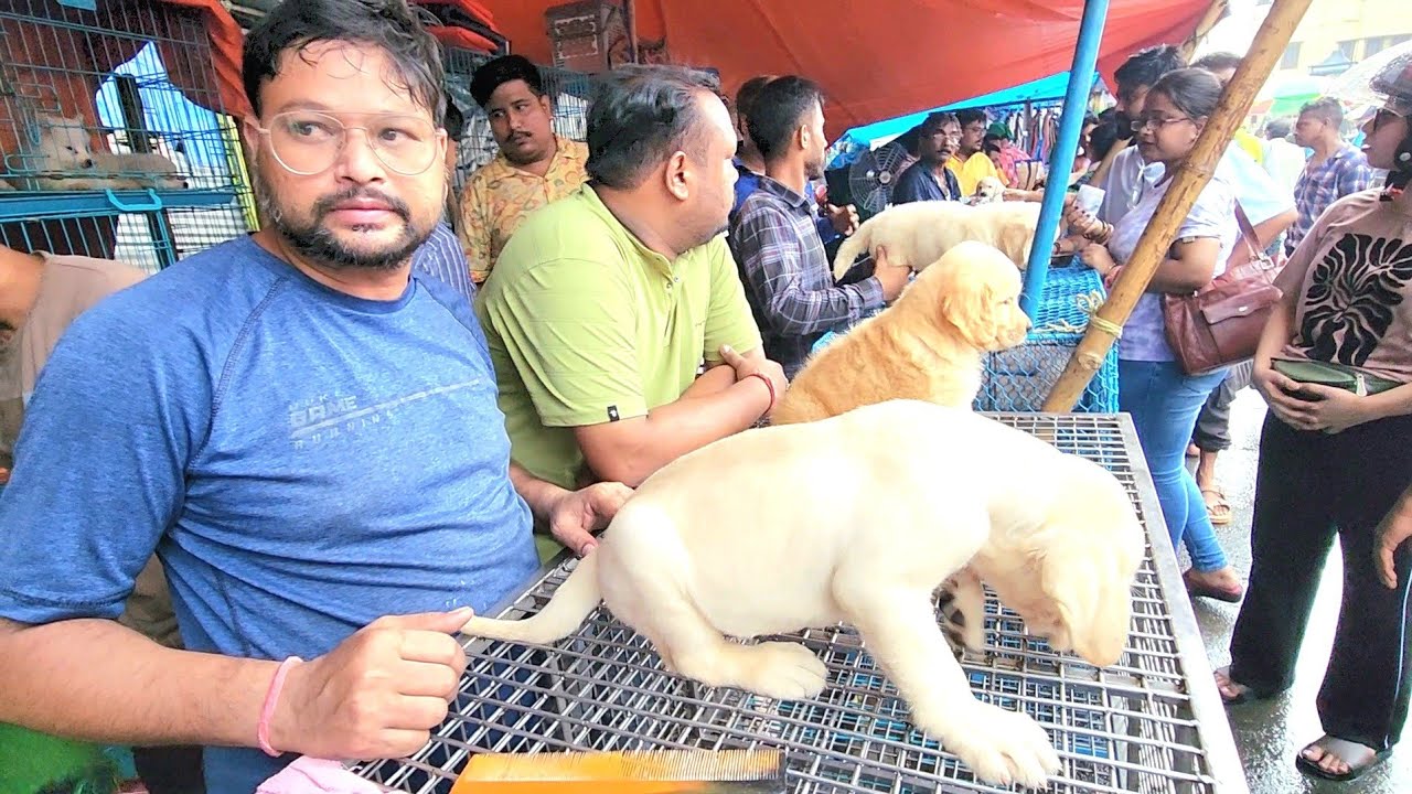 Galiff Street Pet Market || Dog Market in Kolkata ||