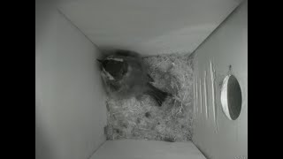 Nestbox 20180825/02:00 - 238 frames with movement