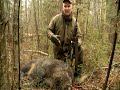 Загонная охота на кабана (Wild boar hunting with dogs).