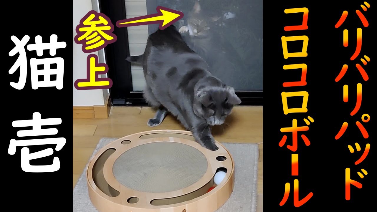 猫壱バリバリパッドコロコロボール買ってみた！