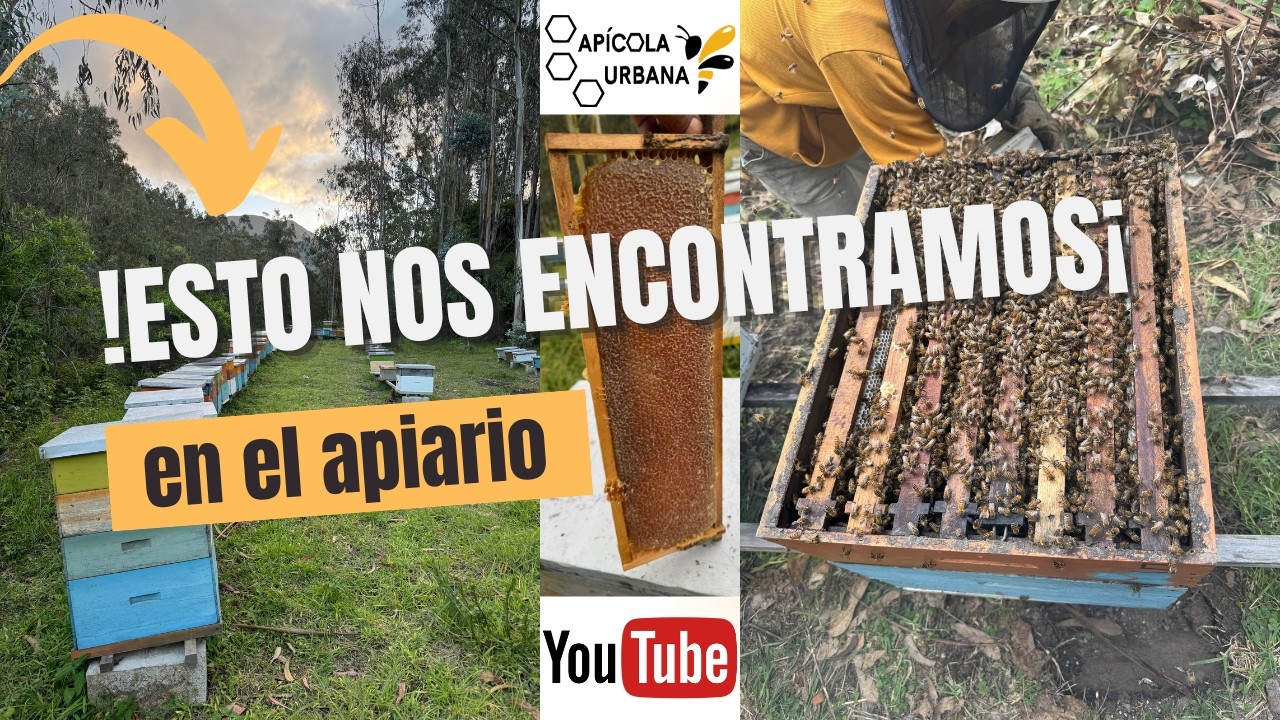 ¡Cosechando Miel y Encontramos Algo Inesperado! 🍯