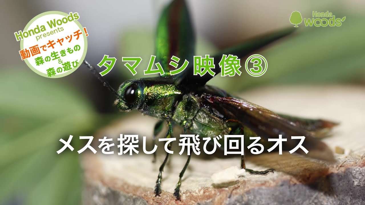 HondaWoods presents】動画でキャッチ！ 自然の大図鑑「タマムシの飛行
