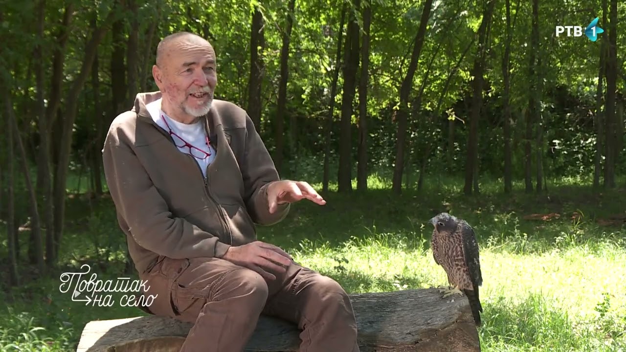 Sokolarstvo - 1. deo | POVRATAK NA SELO