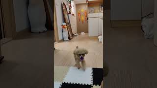 Tao Tao Having Fun Playing furryfriend poodle cutepuppy doglove dogcute dog pet belovedfu