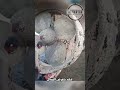 في ماذا يتم استعمال السفن القديمة اهميه
