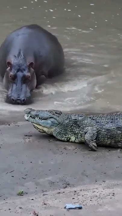Nile Crocodile vs hippo 🦛 Who would win 🙄The twice King of water #