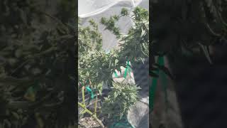 Outdoor terps