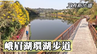 On the Emei Lake Lake Trail, the Golden Trumpettrees are in full bloom! There are new trails here!