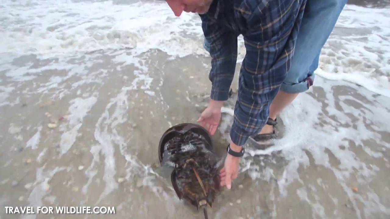 The Best Way to Flip a Horseshoe Crab YouTube