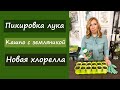 Пересадка лука и земляники. Новая хлорелла