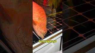 Arowana Loses Its Way The Hobbyist Cant Contain His Sadness arwana ornamentalfish shorts