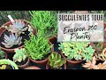 Succulentes garden tour  planttour automne 2020 pres de 200 plantes  planttour