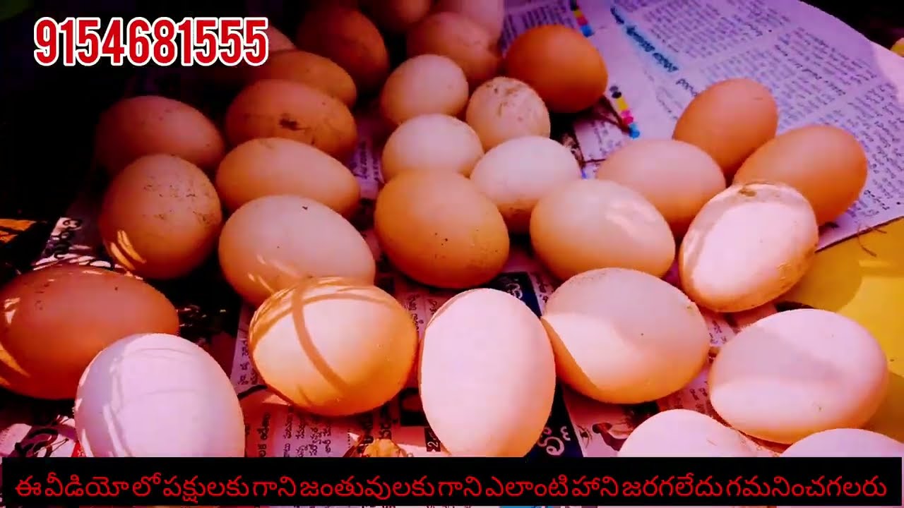 పచ్చకాకి తూర్పుమెట్టజాతి బ్రీడర్ ఒరిజినల్ 