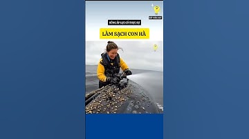 Tại sao những con hà lại bám trên da cá voi nhiều như vậy ?#bietthemchut