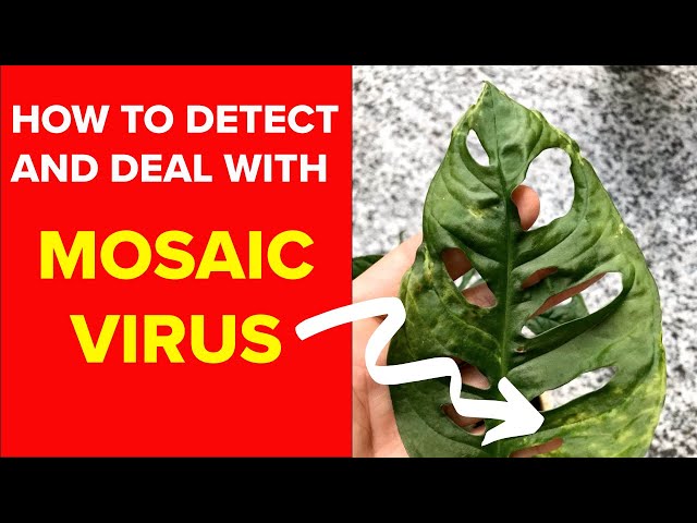 Houseplants: How To Detect and Deal With MOSAIC VIRUS - YouTube