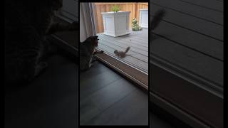 cat vs squirrel #funny #cuteanimals #exjw