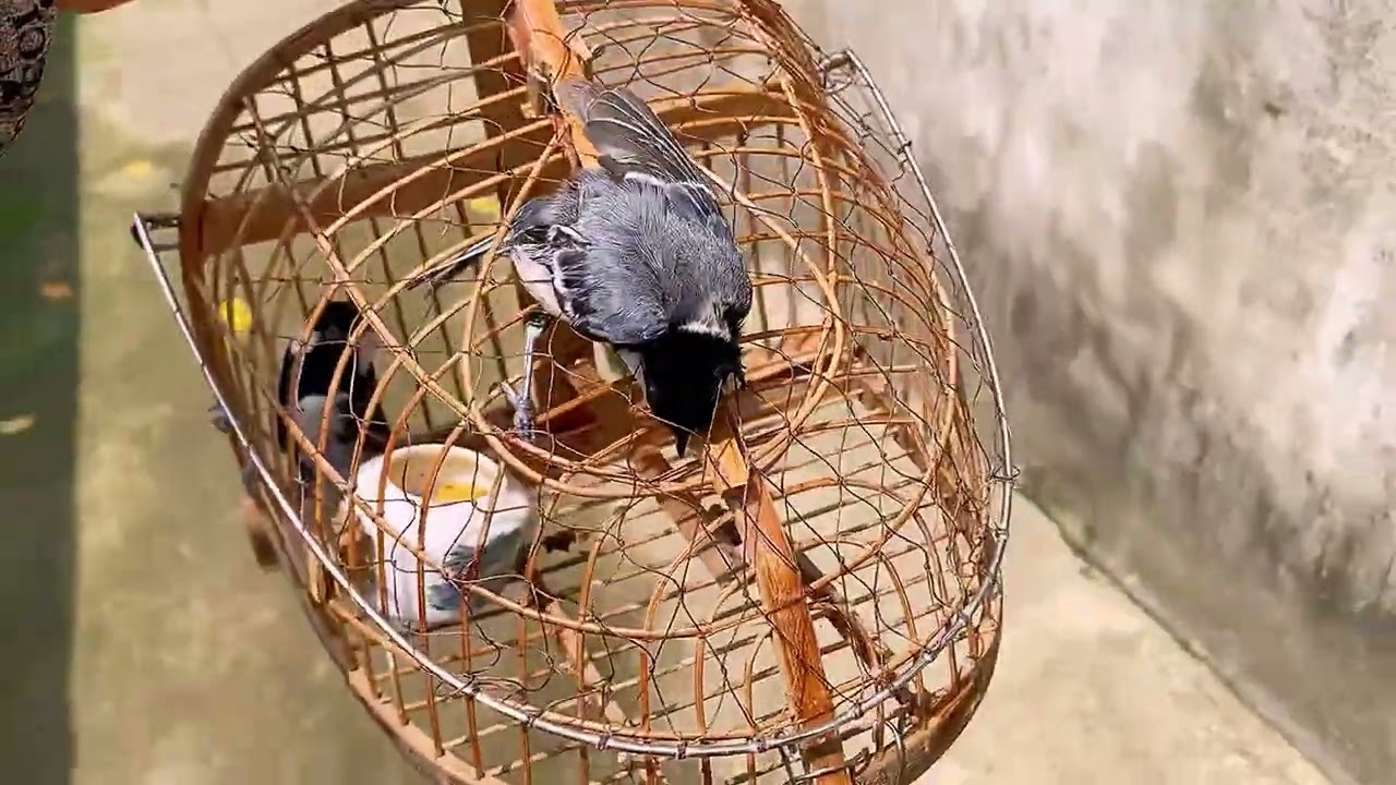 Bẫy chim bạc má . mời ae xem giải trí #birds