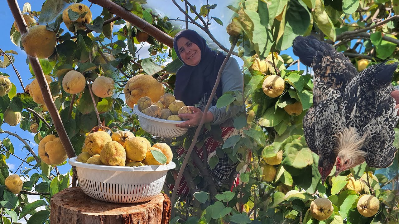 جني السفرجل البلدي مع طريقة الإحتفاظ به لأكثر من سنة وإعداد طاجين بالدجاج البلدي والسفرجل في جو ممطر