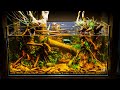 Sunken forest blackwater aquascape for samurai betta low tech