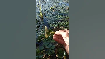 Чилим (Рогульник) на длинном озере Горячего Ключа